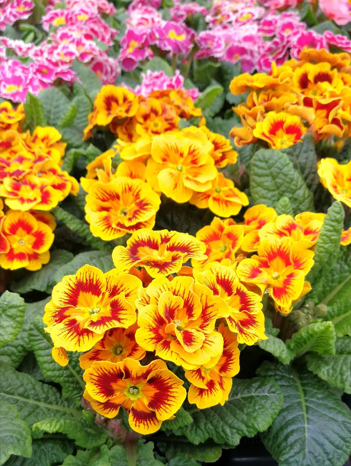 wunderschöne Primeln gelb/Orange