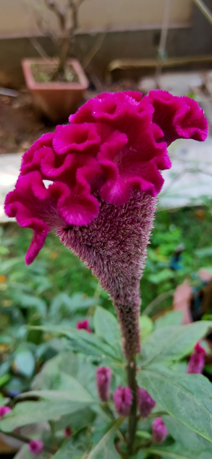 flowers