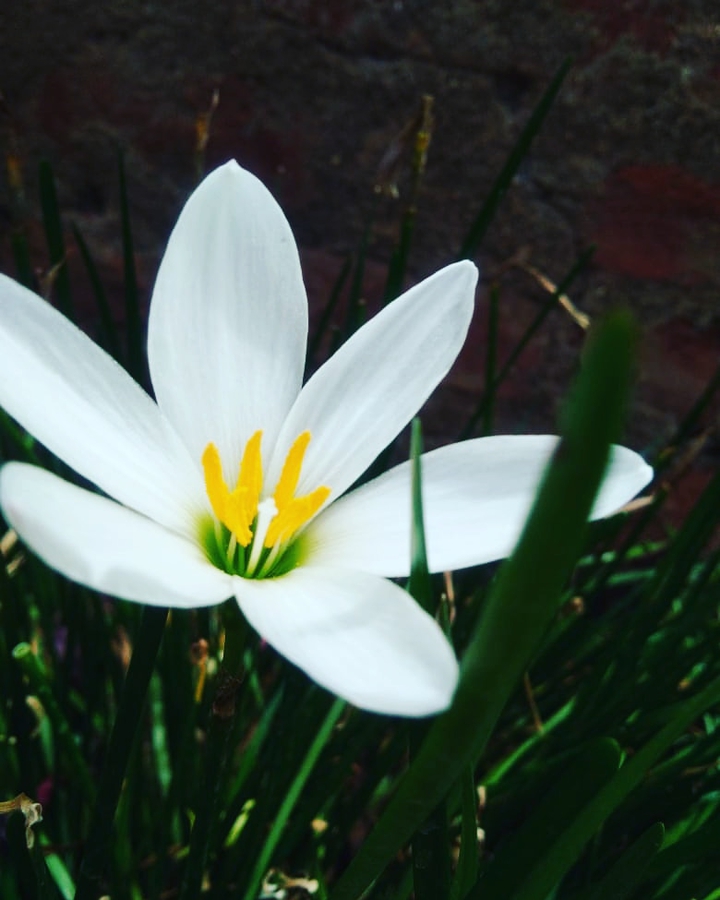 #flower