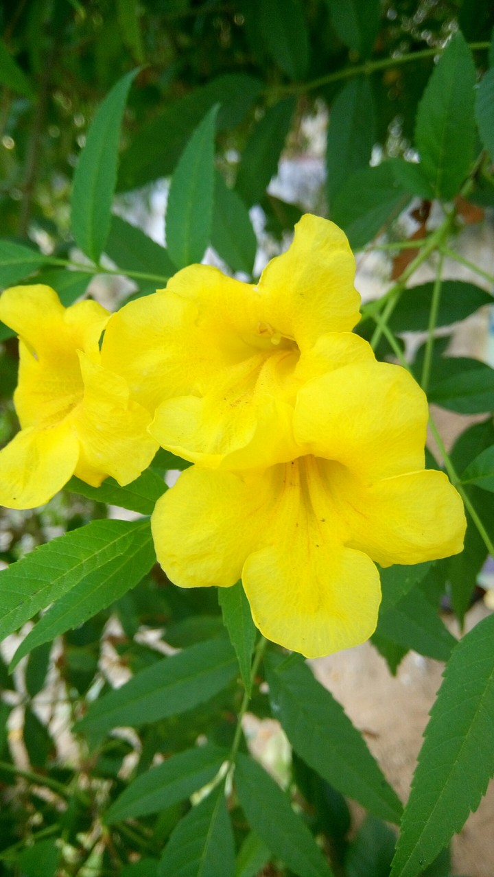 yellow Flower