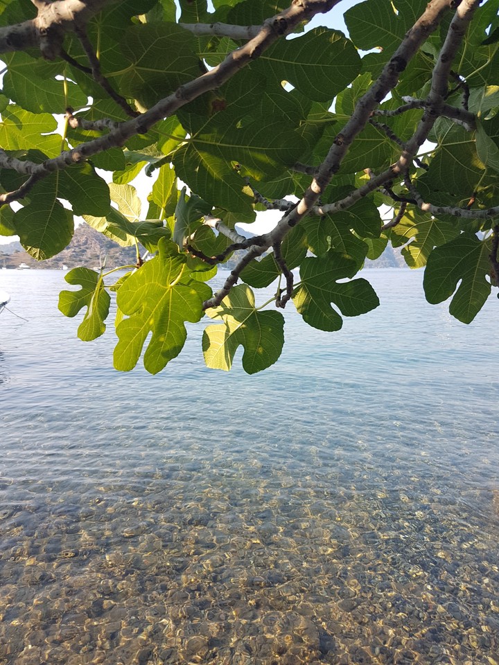 nature