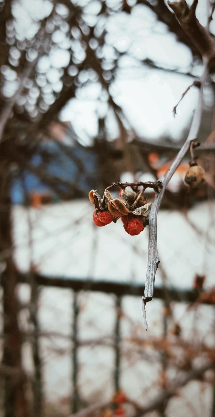 Winter plant