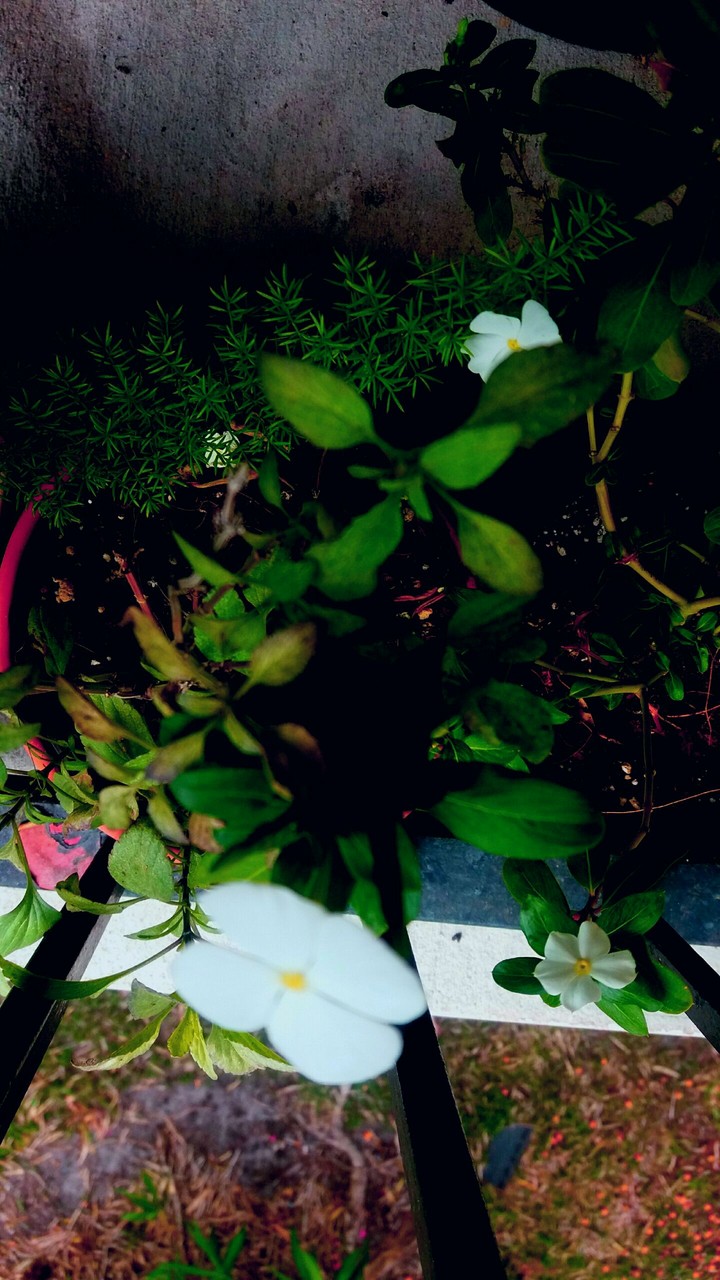 flower plants