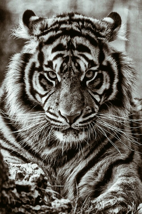 tiger