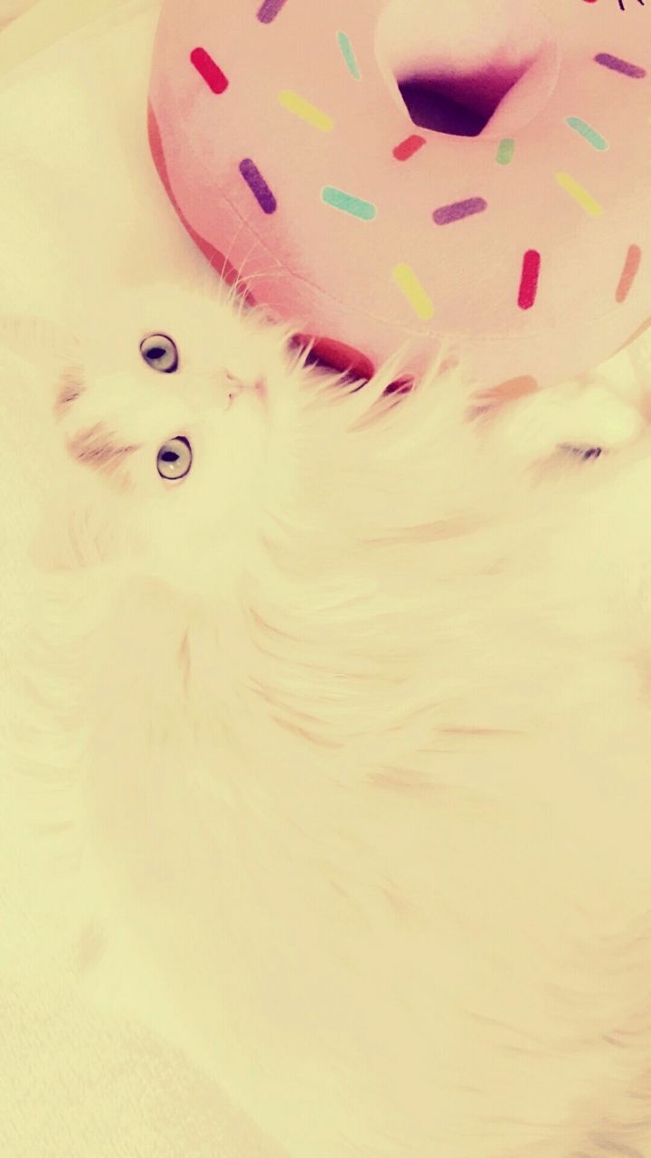 cat with donut