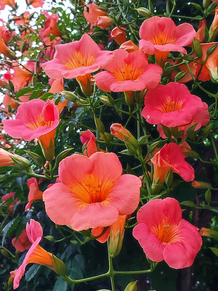 trumpet creeper