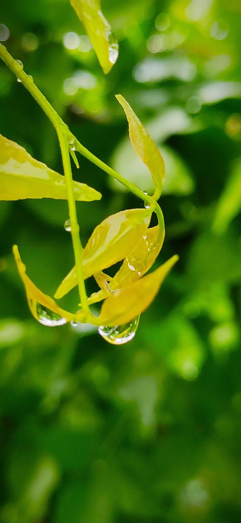 leaf the life