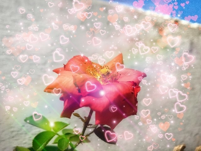 rose