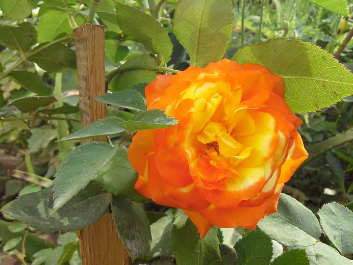 rose