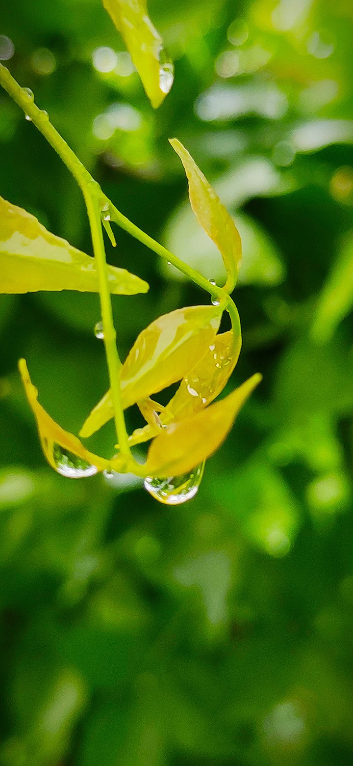 leaf the life