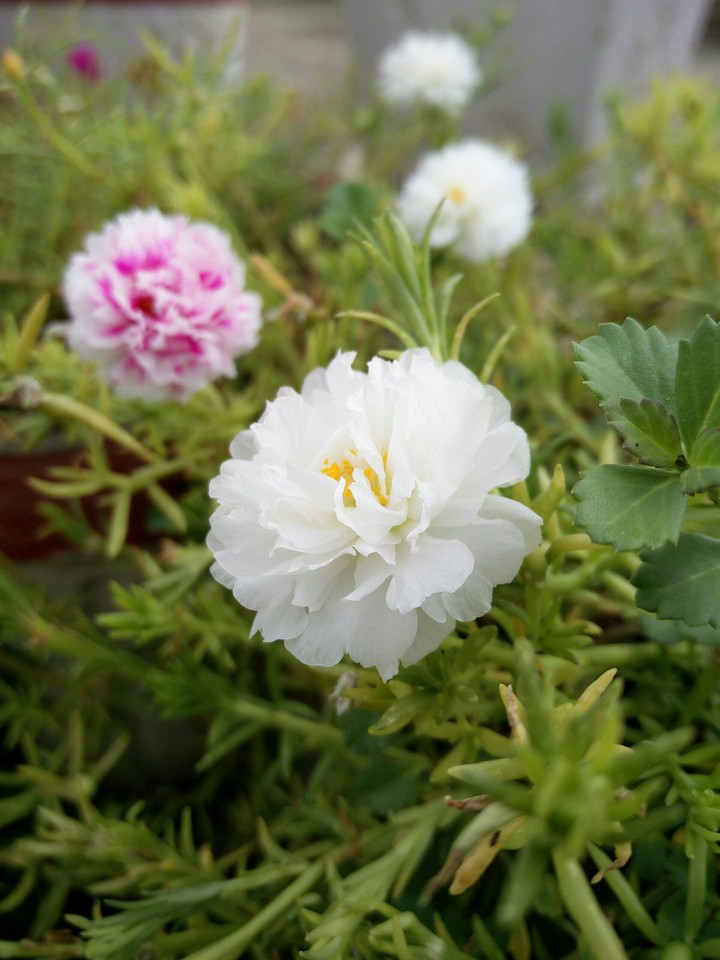 white love