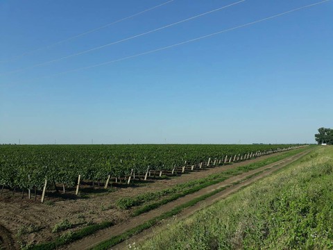 field, sky桌布