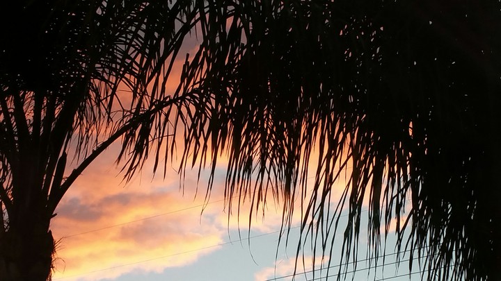 Queen Palm Silhouette at Nightfall