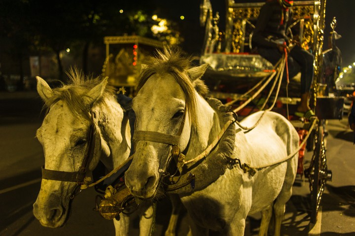 Horses..
