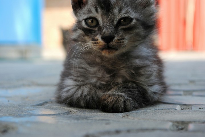 cat