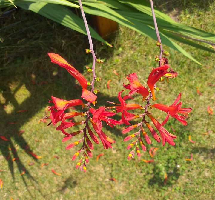 Blume