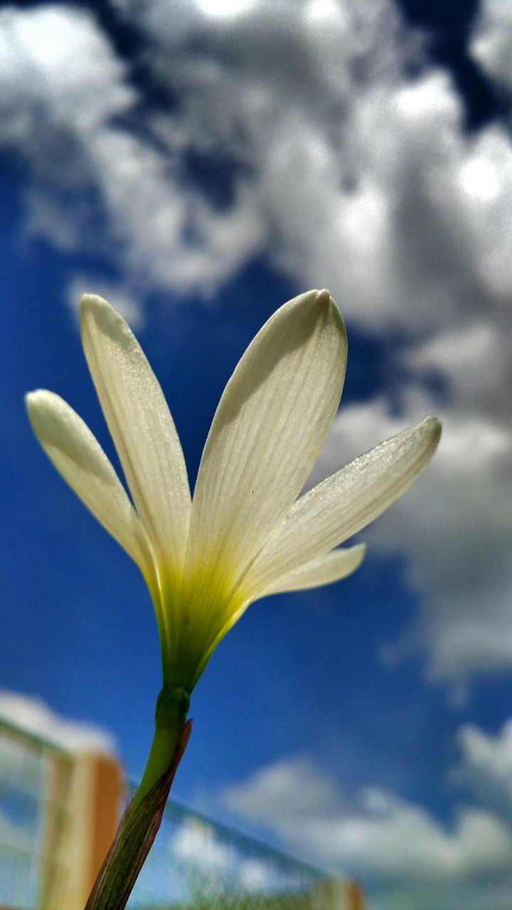 Flower in blue sky