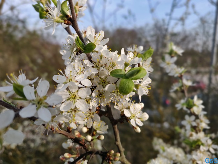 sweet cherry flower