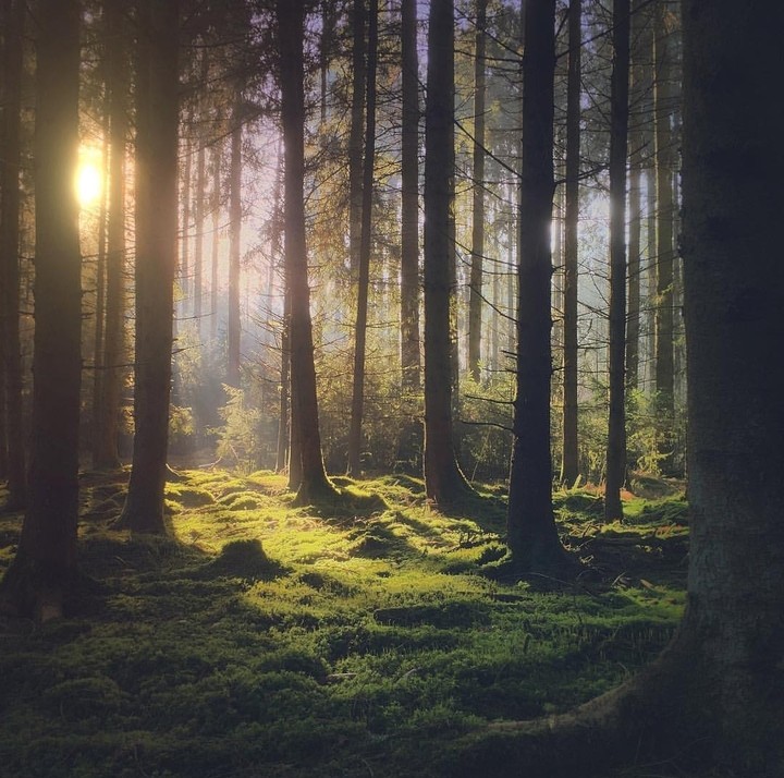 forest