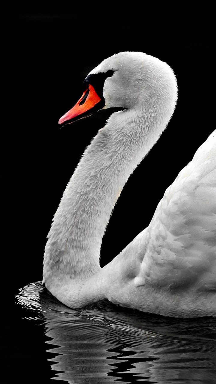 white bird