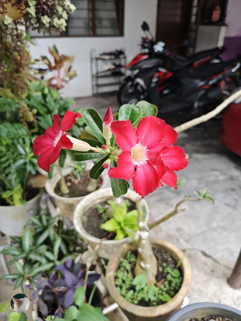 Misi_Flower