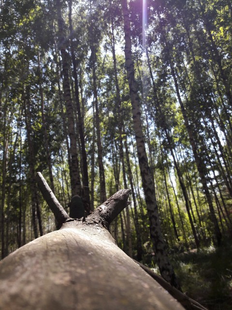 wood1