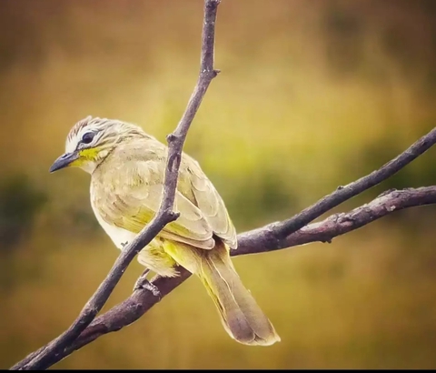 babbler