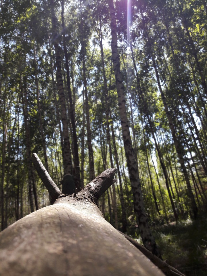 wood1