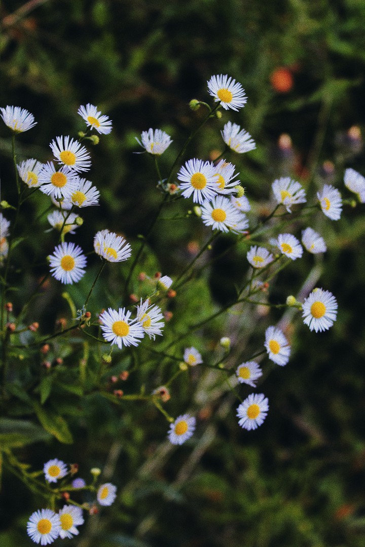 tiny flowers