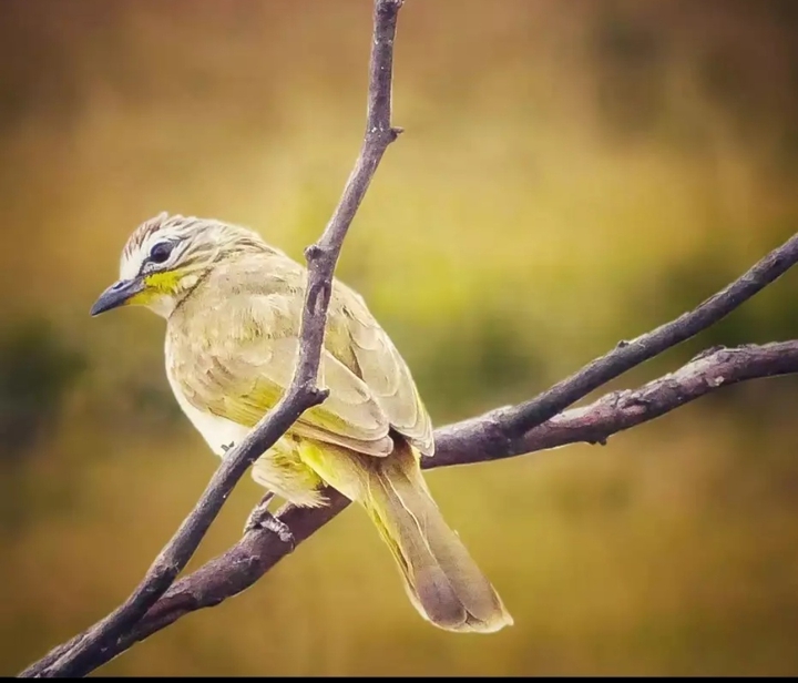 babbler