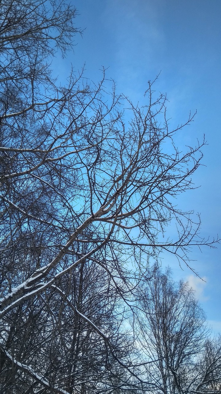 зимний пейзаж