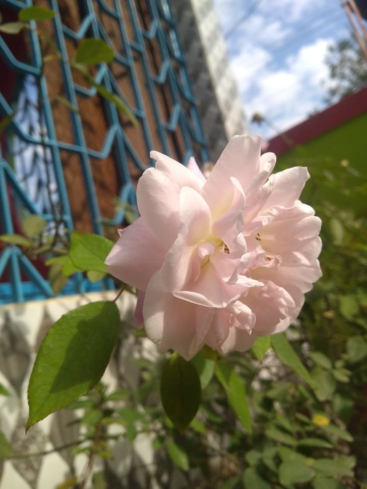 simple click