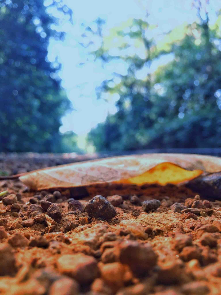 nature