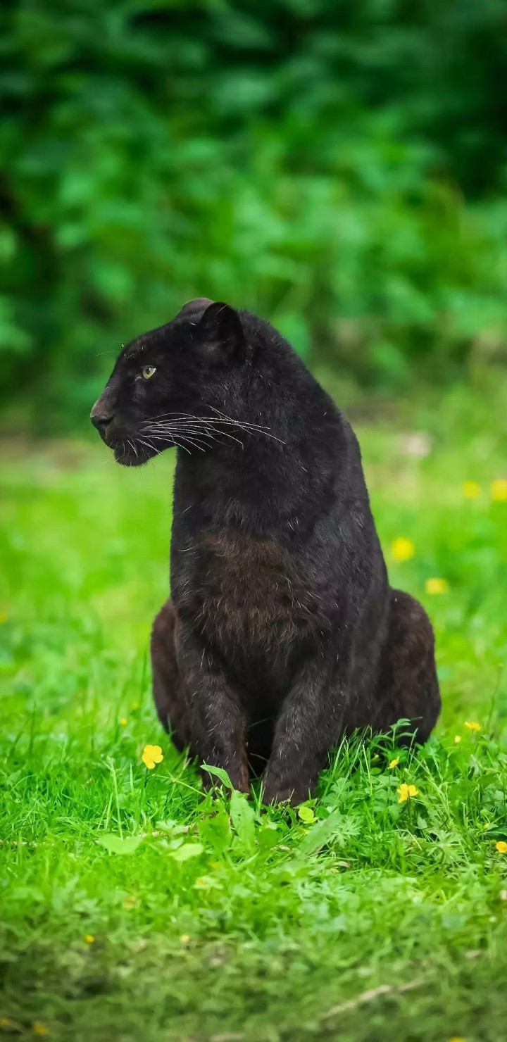 black leopard