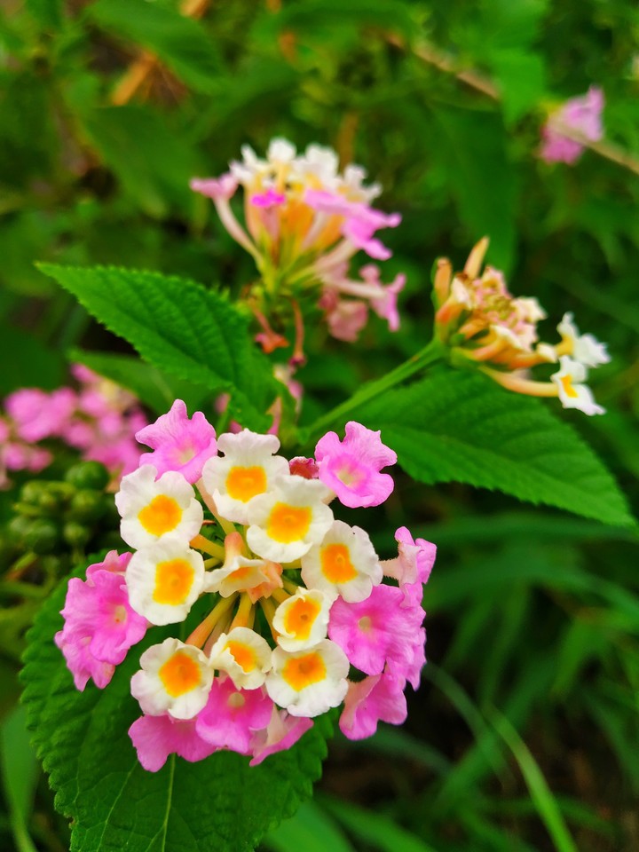 pink White flower