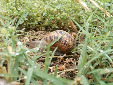 fondos de pantalla fauna, snail