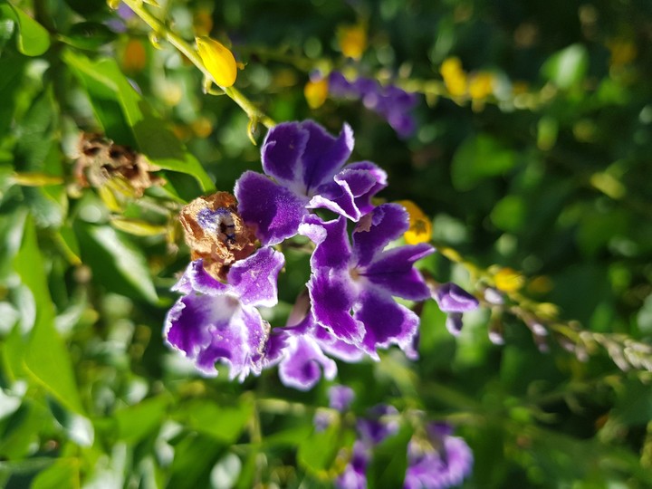 Purple Flower