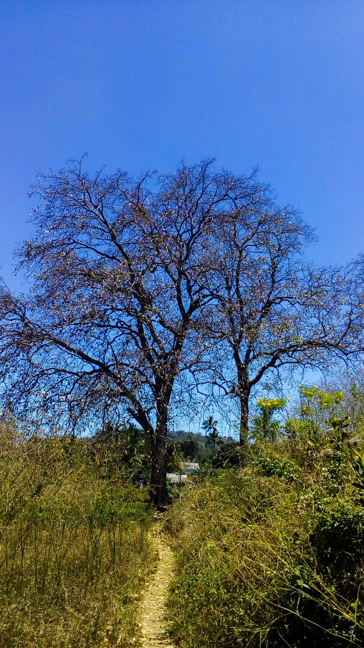 pathway