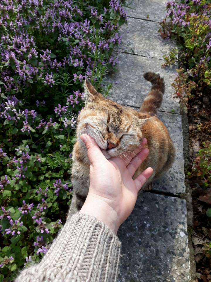 Puki