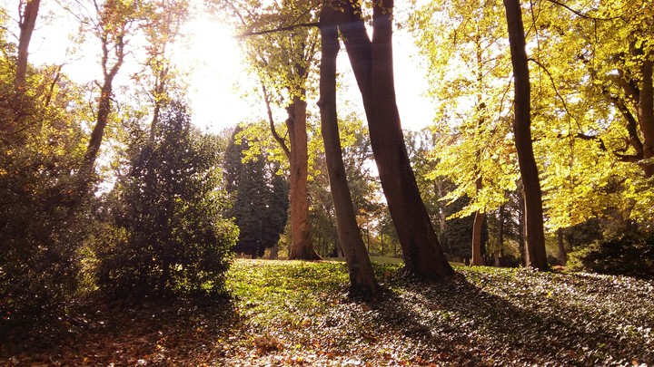 Golden Tree