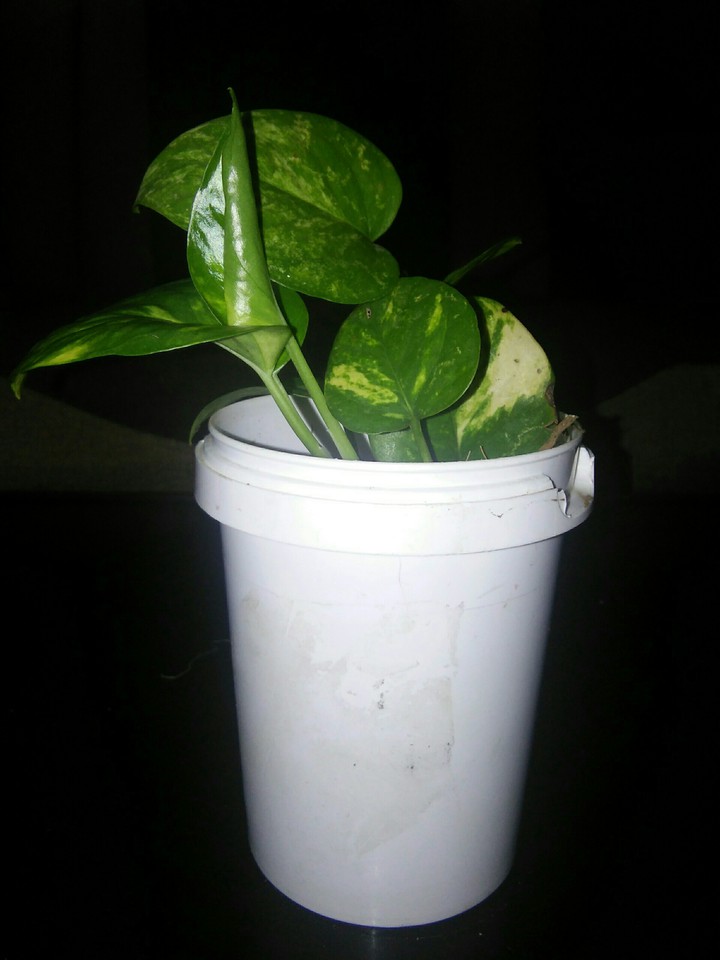 money plant