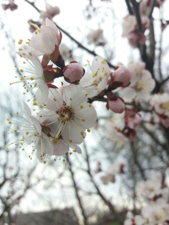 Blooming spring