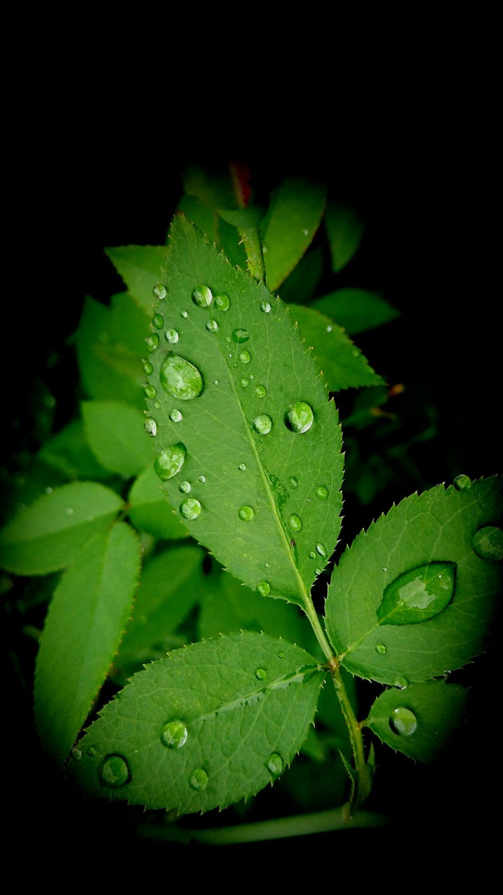 rain drops