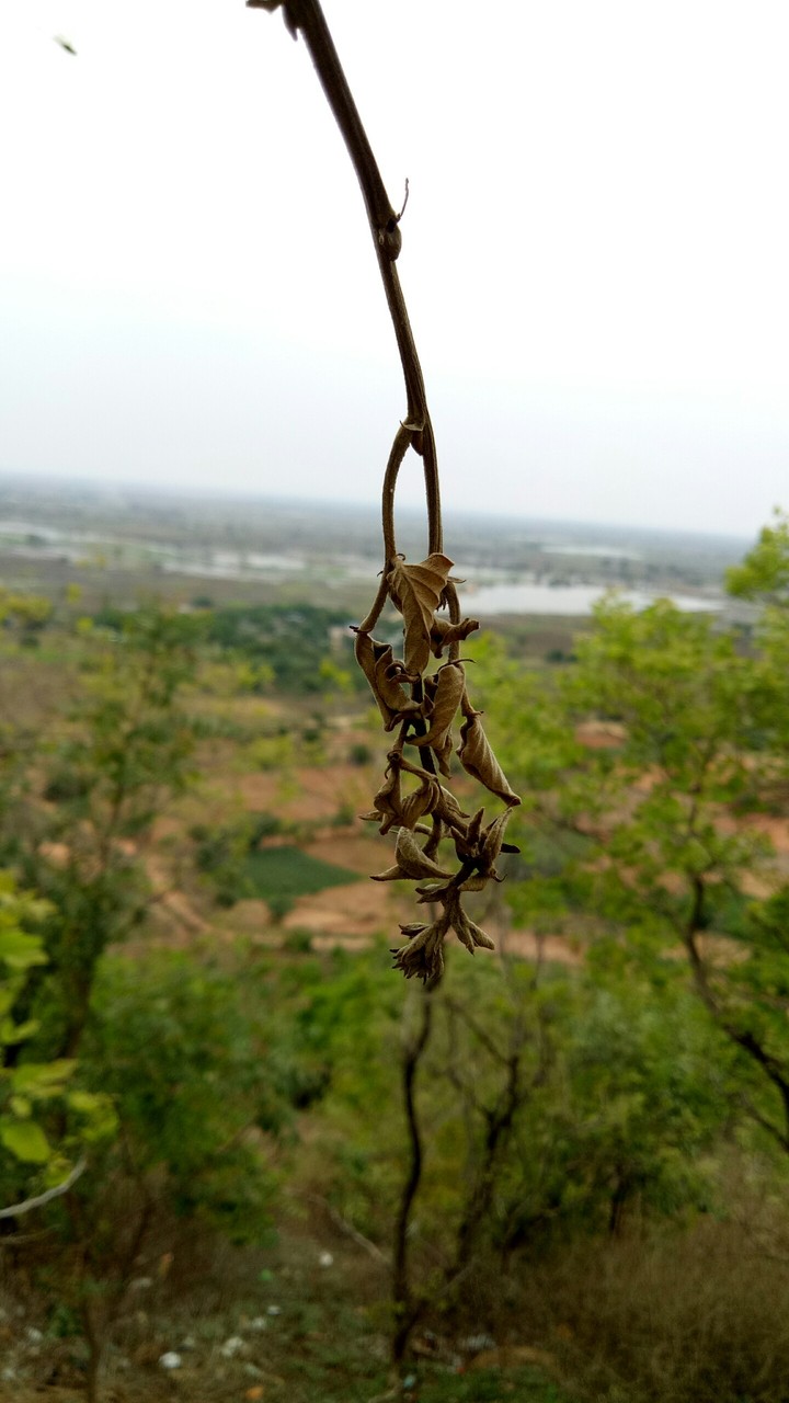 Nature 3