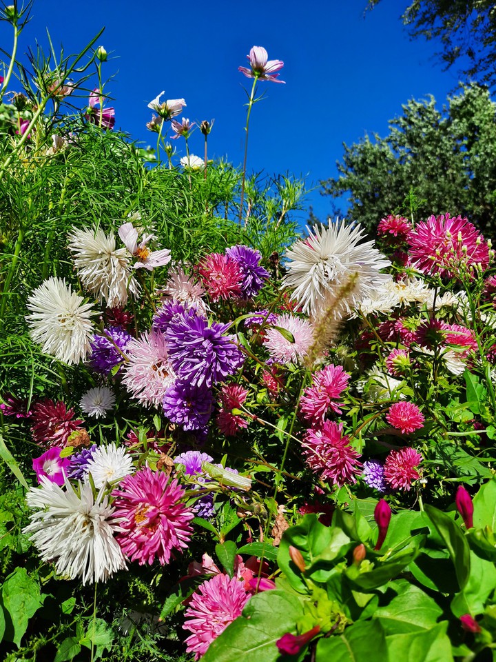 flowers