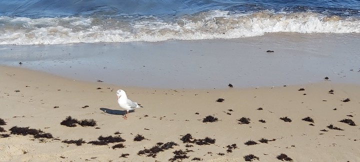 Wellen am Strand mit Möve