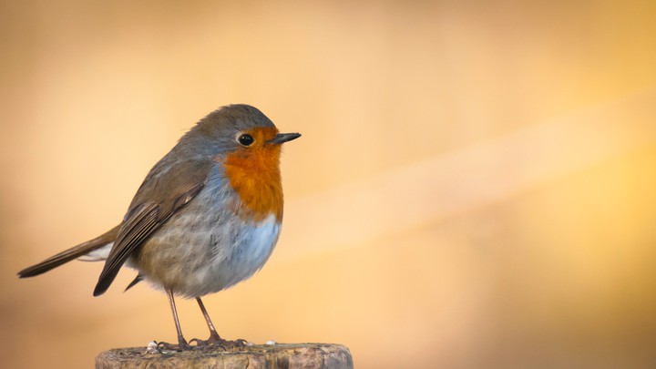 bird