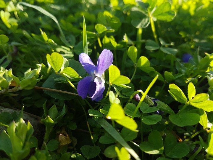 Spring flower