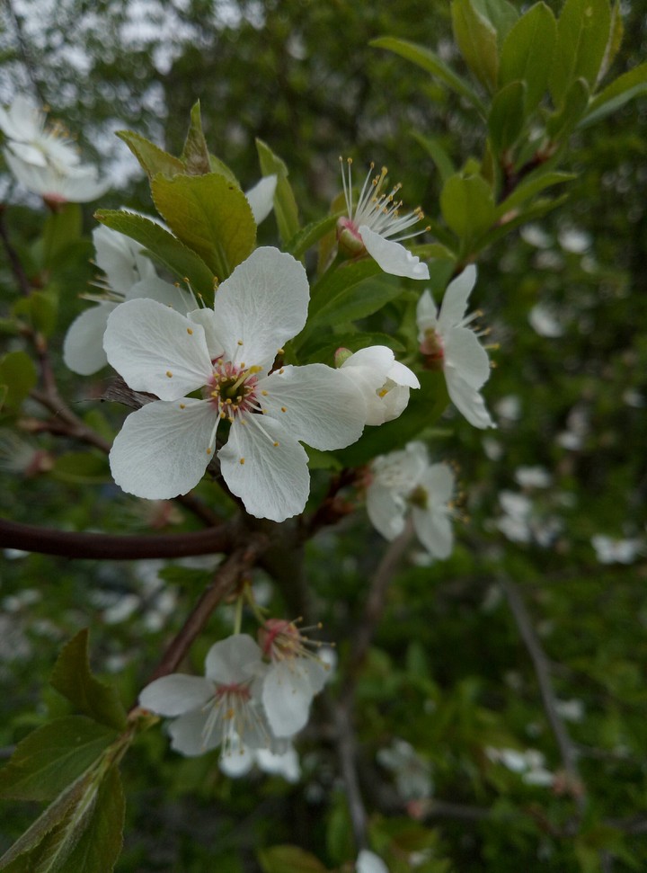 Flower on a tree