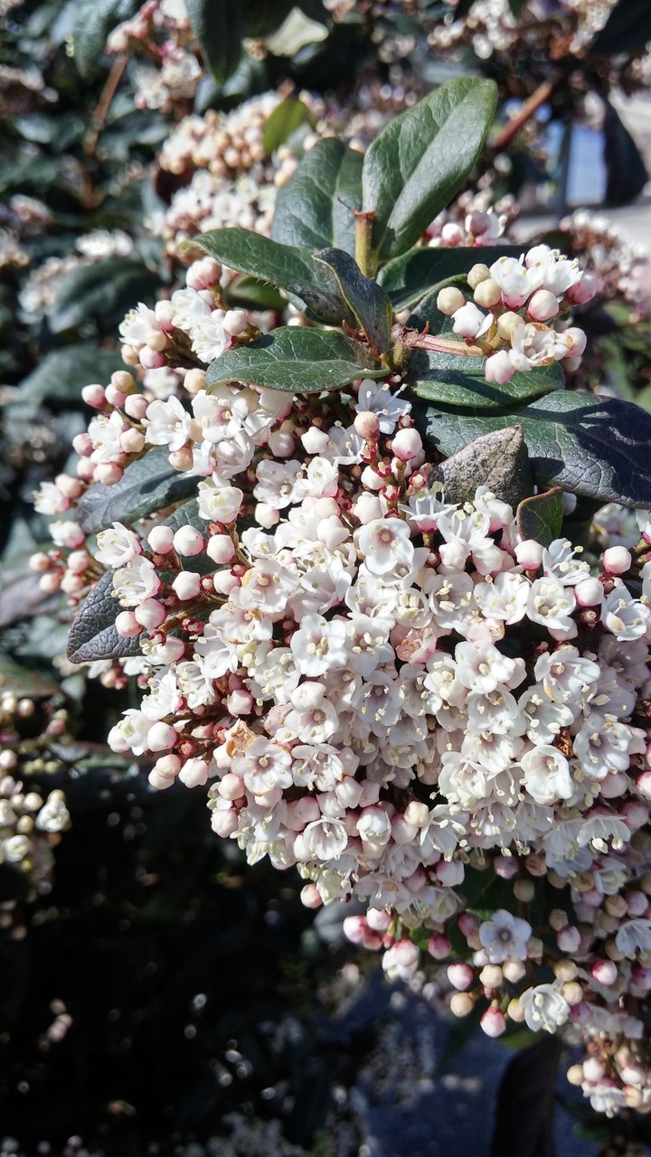 small white flowers